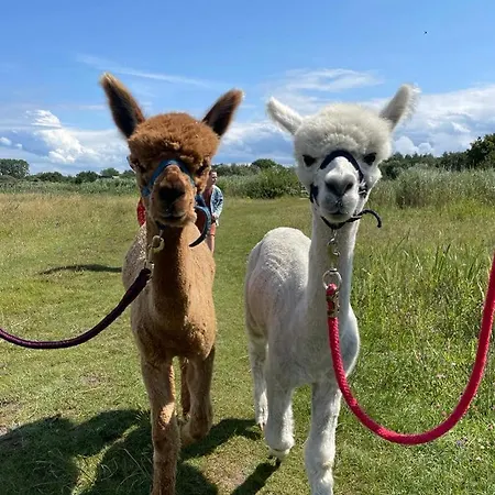 Dierenweide Upstairs Apartamento *