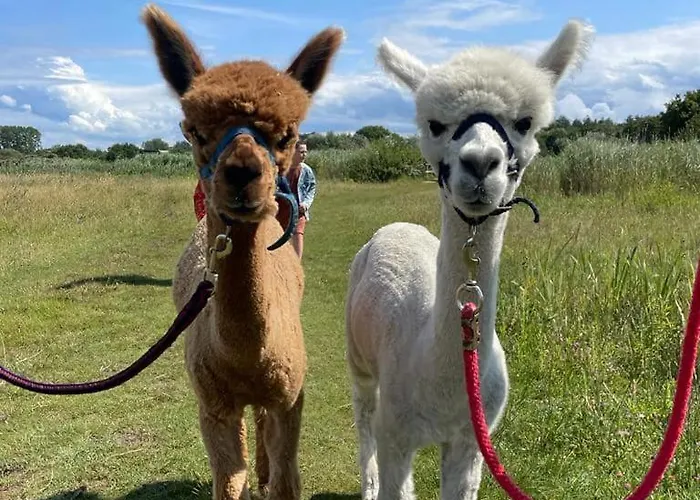 Dierenweide Upstairs Apartman *